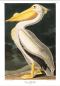Preview: American White Pelican -  poster print  | Kunstbaron